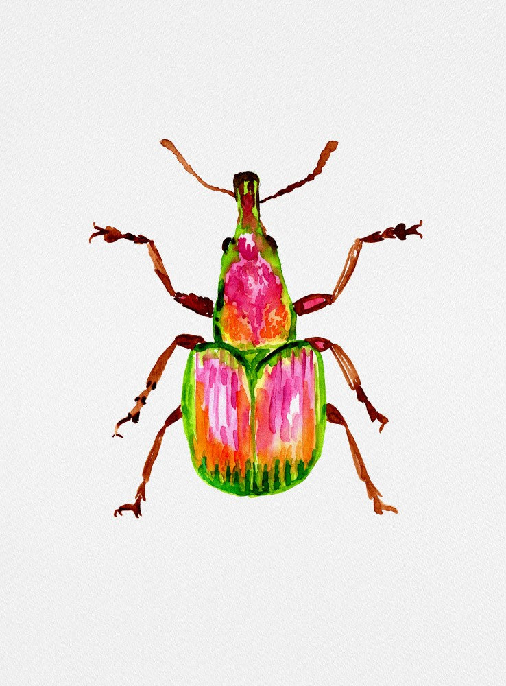 Aprikosenrüssler oder Epirhynchites auratus