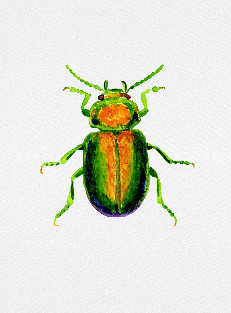 Rainfarn-Blattkäfer oder Chrysolina graminis
