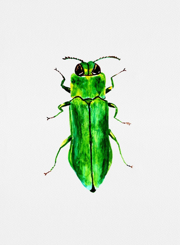 Jewel beetle or Agrilus angustulus