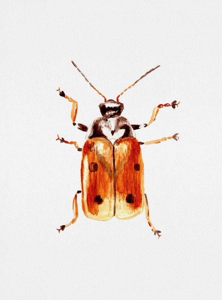 Une autre chrysomèle, le Cryptocephalus cordiger