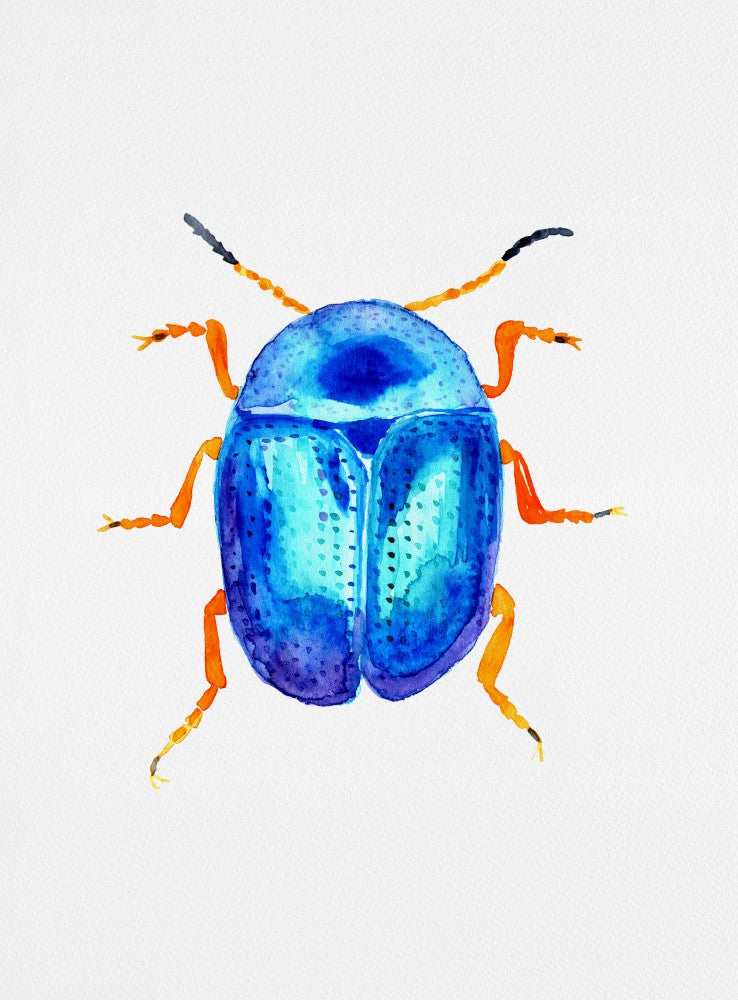 Blauer Blattkäfer oder Colaphus sophiae