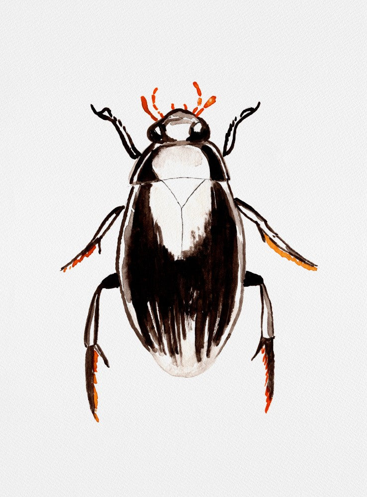 Großer Kolbenwasserkäfer oder Hydrophilus aterrimus
