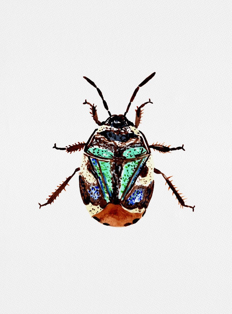 Gefleckte Schildwanze oder Tritomegas bicolor