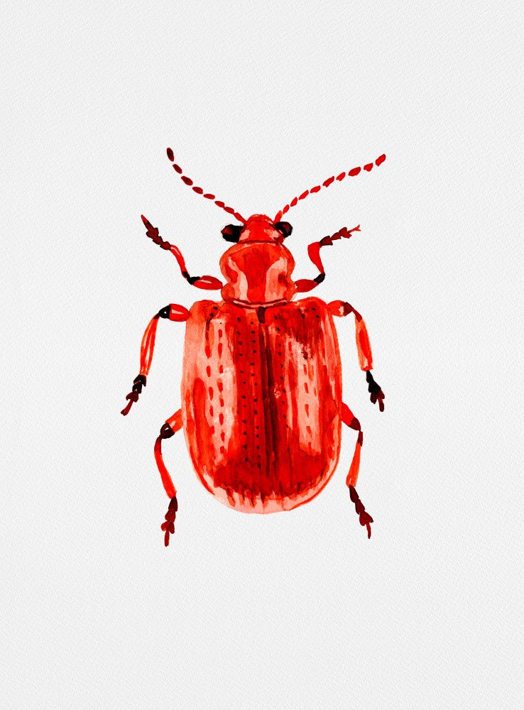 Onion beetle or Lilioceris merdigera