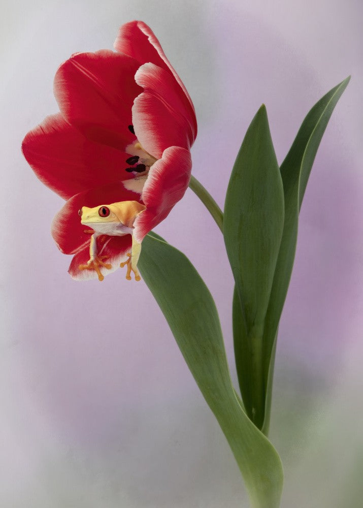 Spring is in the Air
