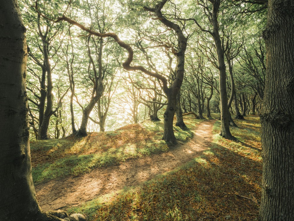 Magic Beech Wood