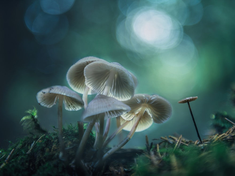 Forest Dreams