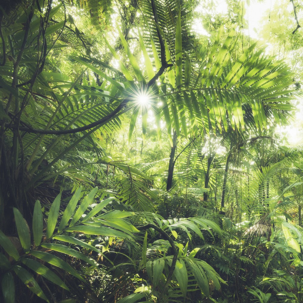 Jungle Flair