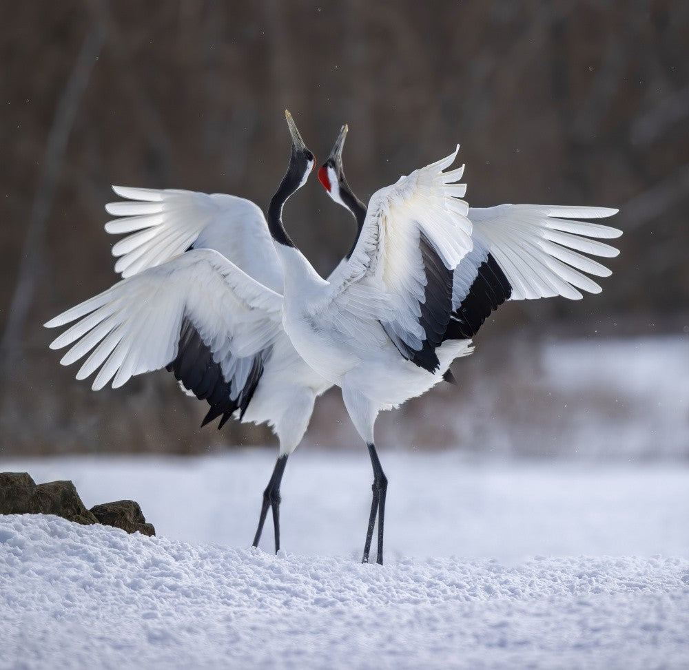Danse de la grue à couronne rouge