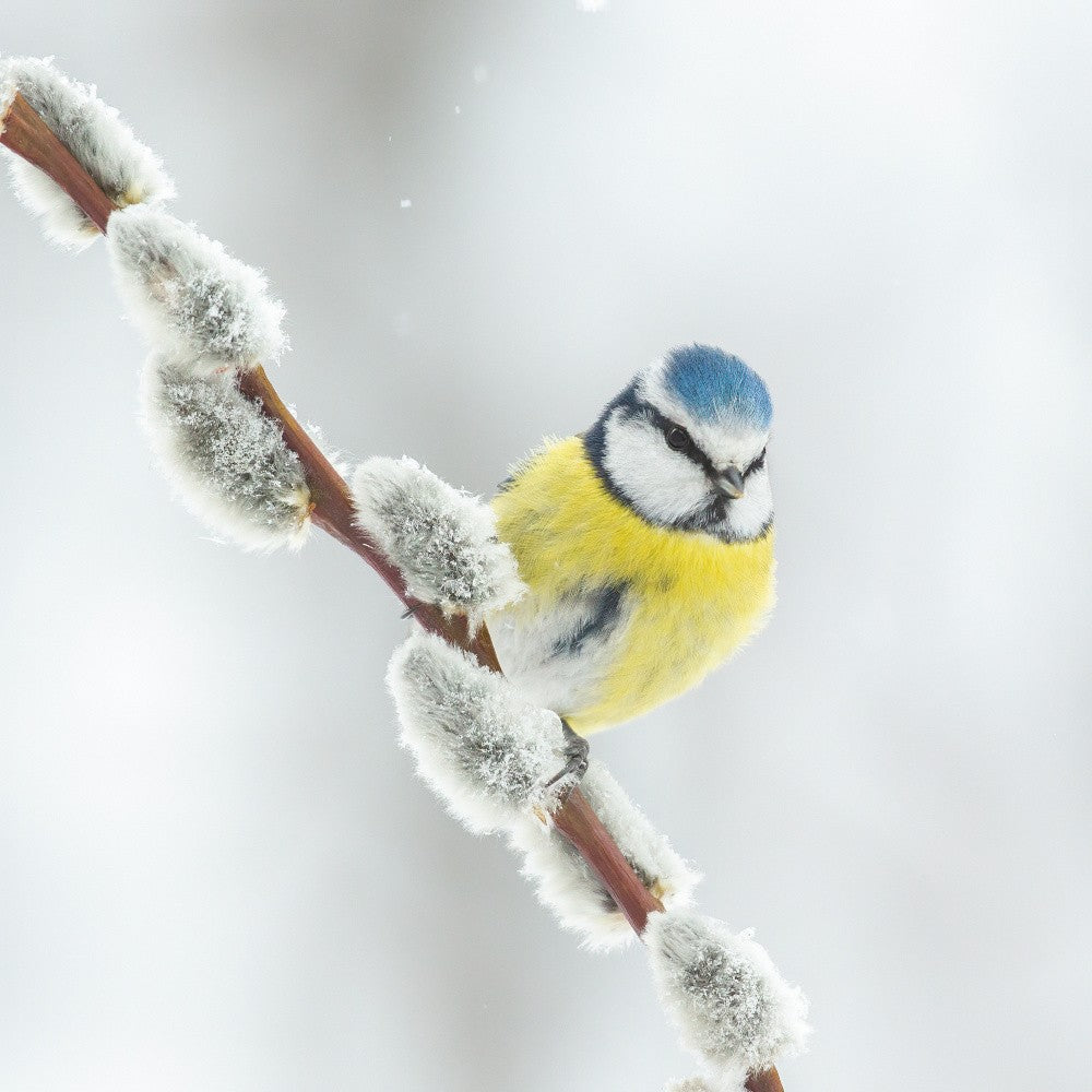 Blaumeise in einer weißen Welt.
