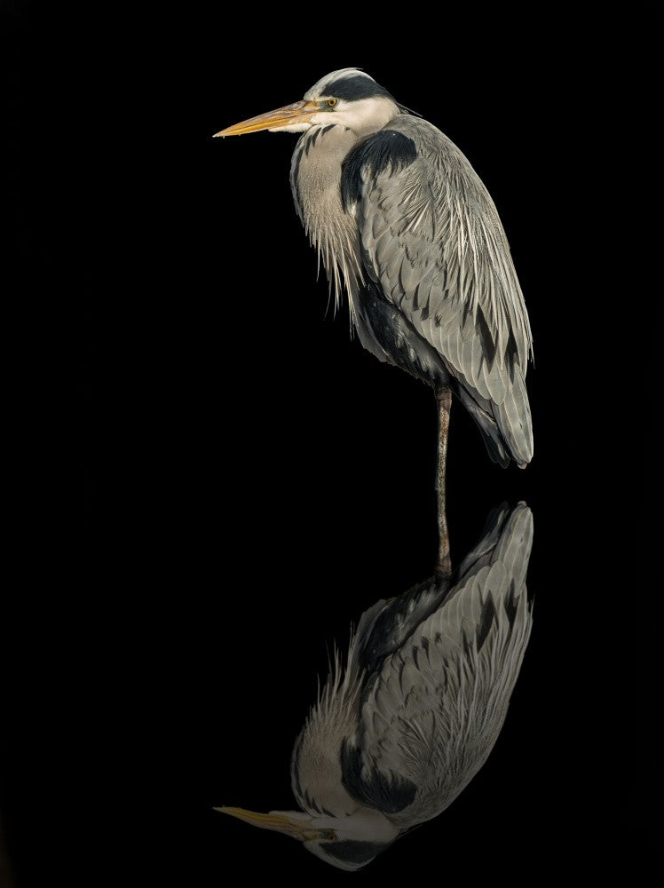 Grey heron in the dark