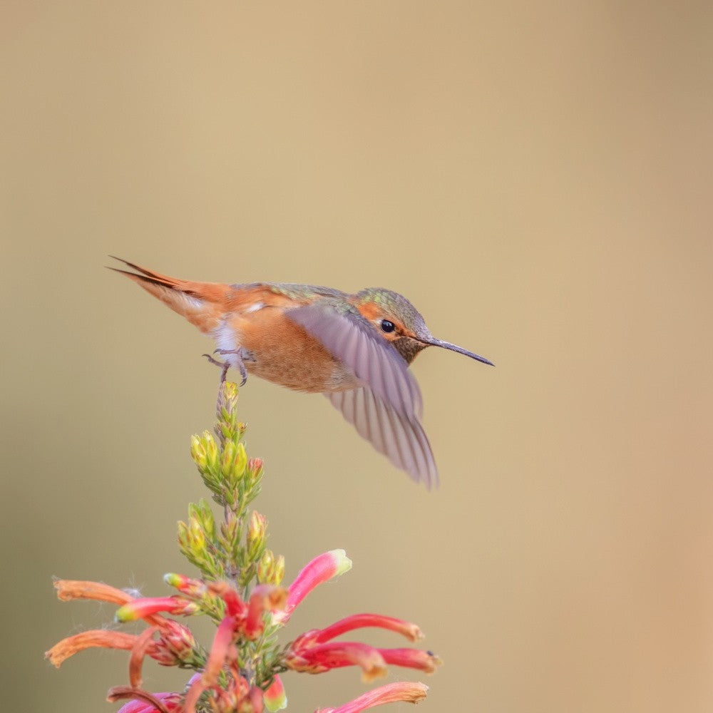 Allen's Hummingbird