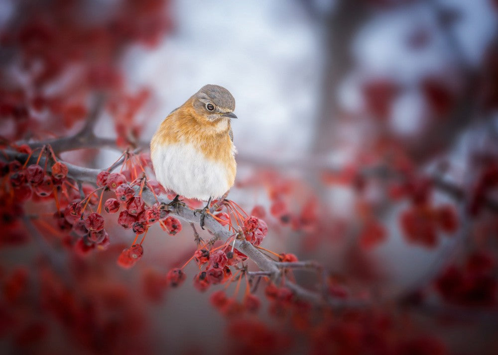 bluebird &amp; scarlet fruit