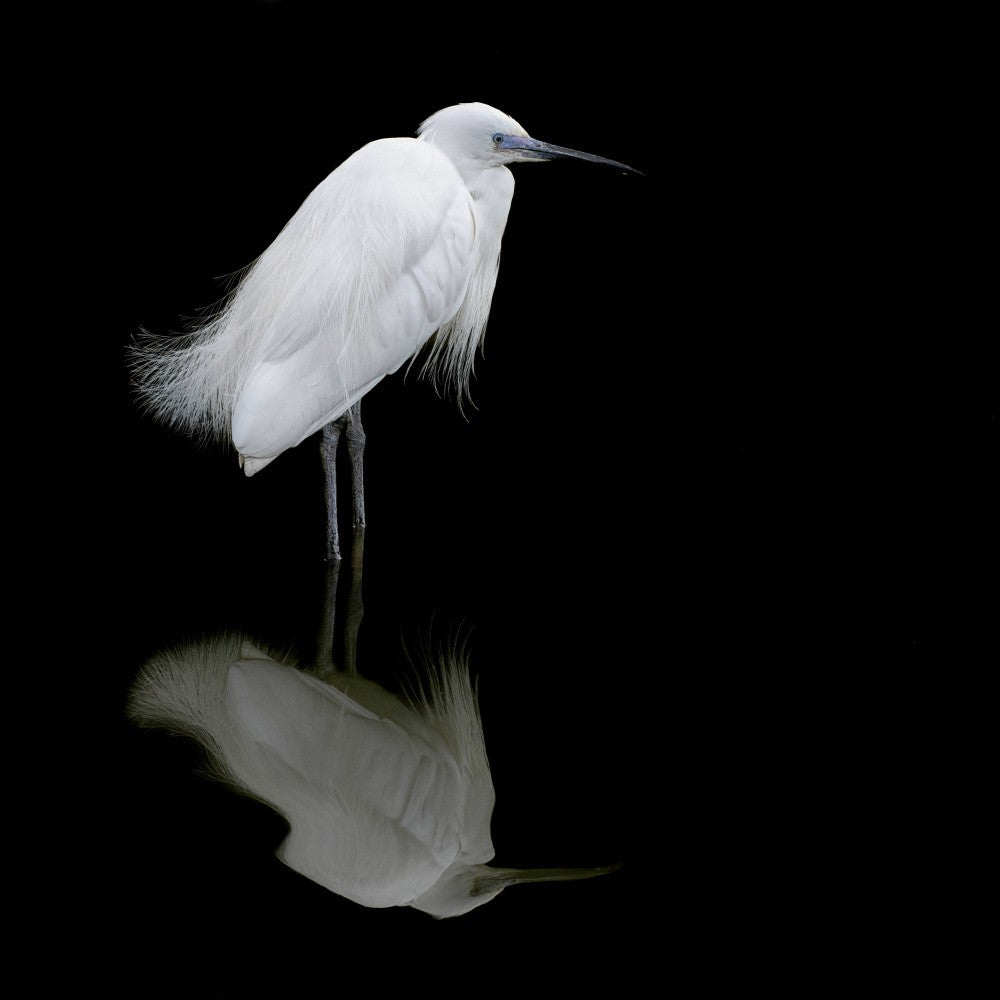 Reflection