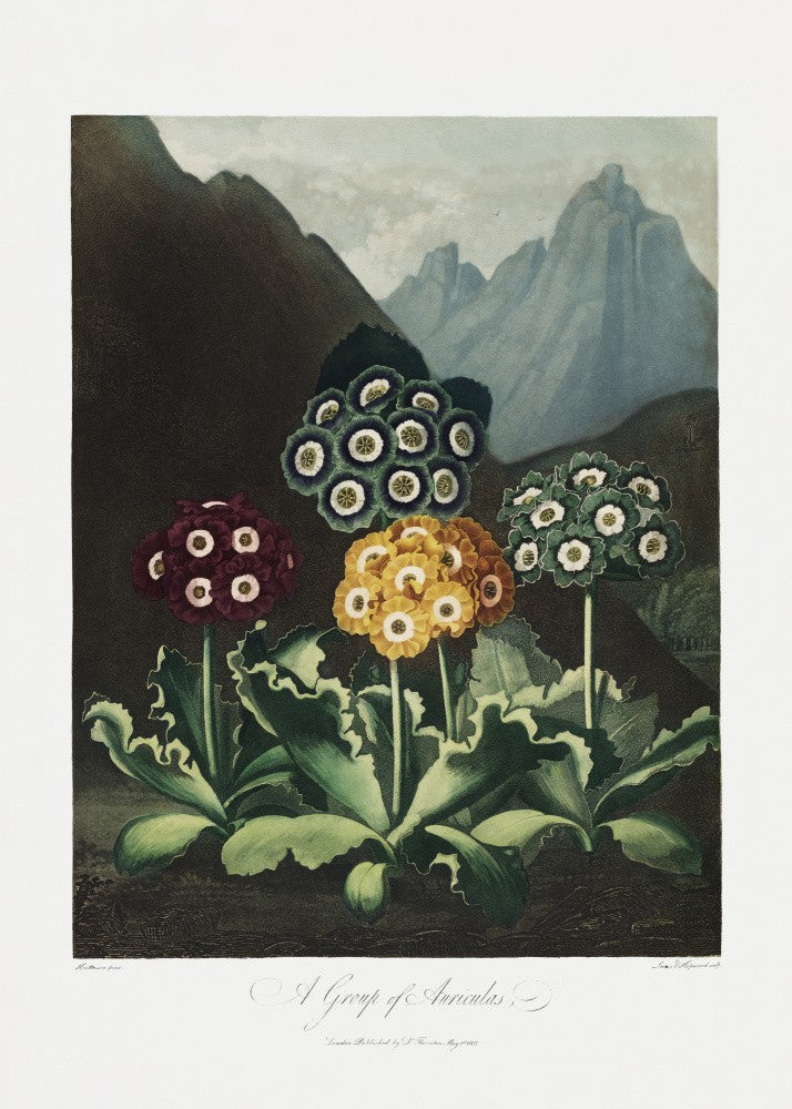 A Group of Auriculas from The Temple of Flora (1807)
