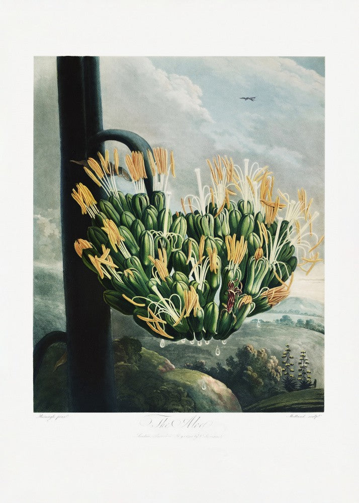 The Aloe from The Temple of Flora (1807)