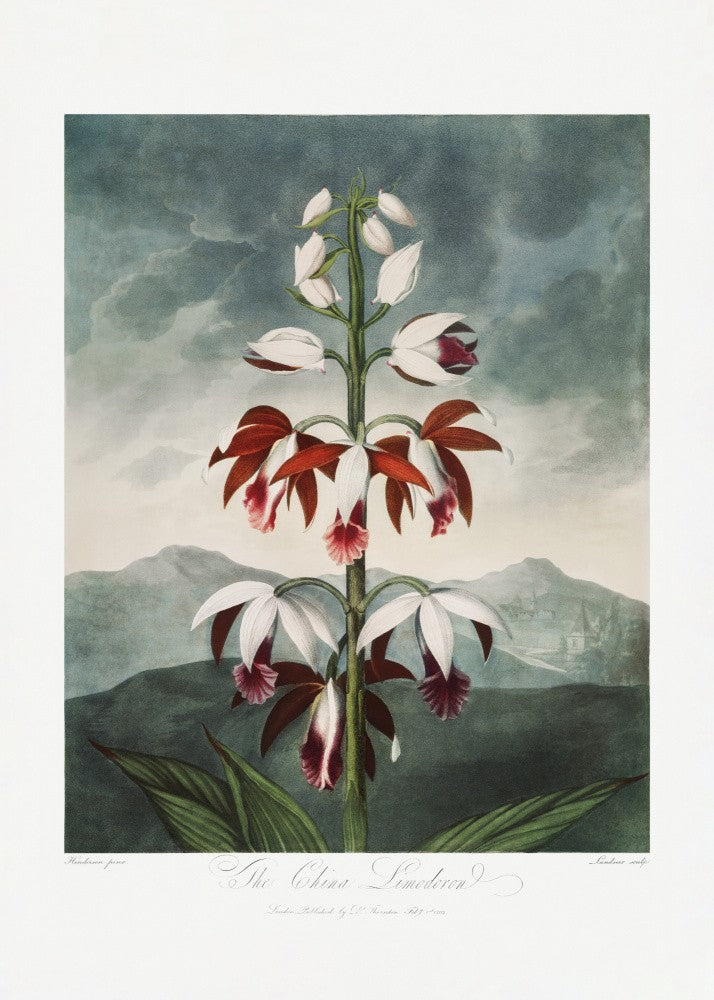 The Chinese Limodoron from The Temple of Flora (1807)