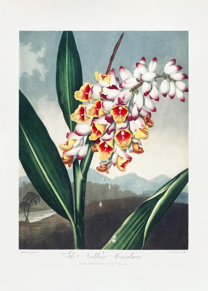 The Nodding Renealmia from The Temple of Flora (1807)