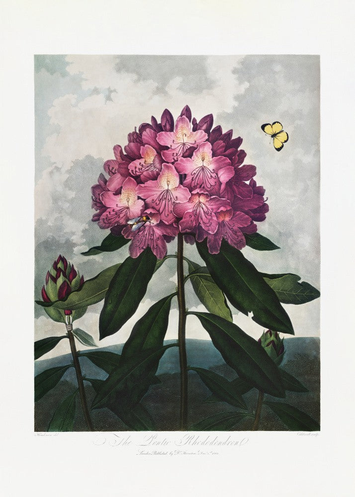 The Pontic Rhododendron from The Temple of Flora (1807)