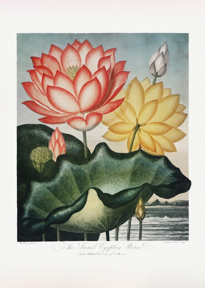 The Sacred Egyptian Bean from The Temple of Flora (1807)