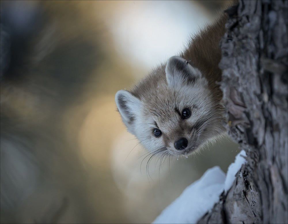Pine Marten 4