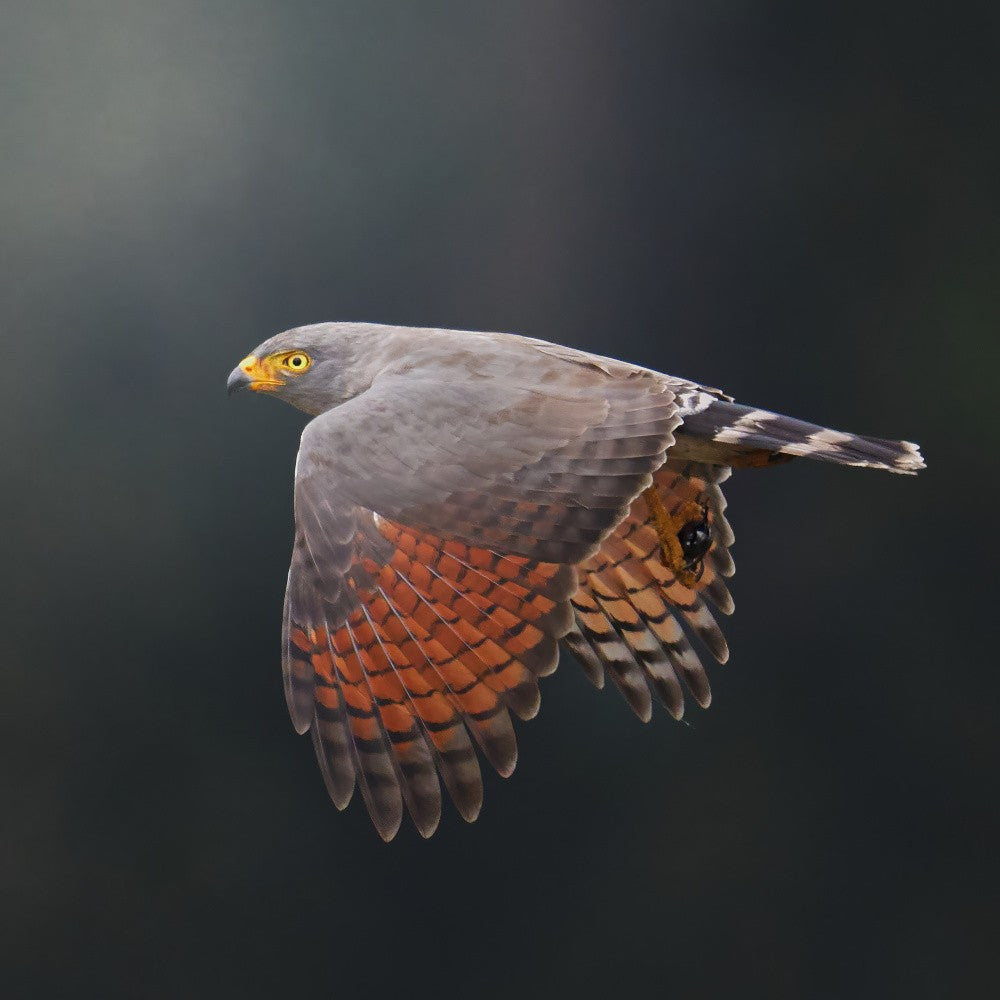 Rupornis magnirostris