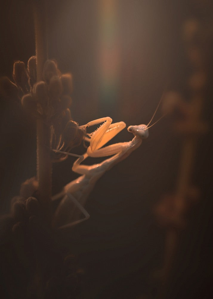 Der Mantis Sonnenuntergang!