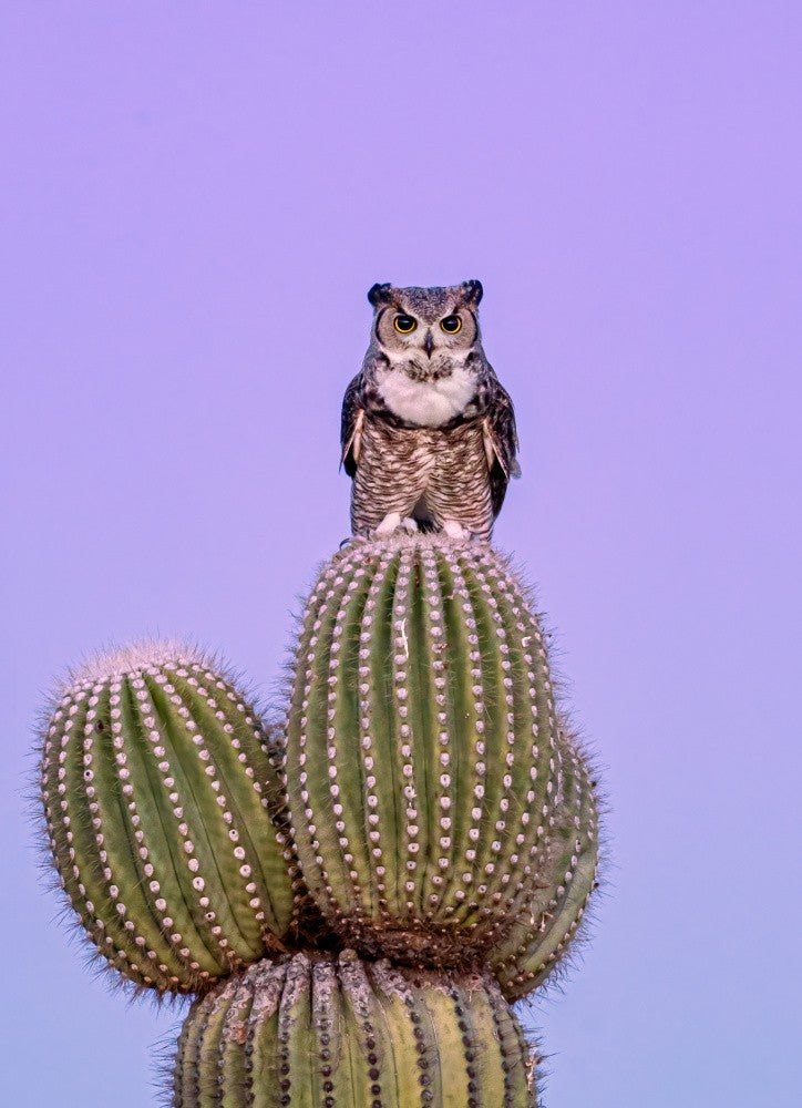 Great Horned Owl