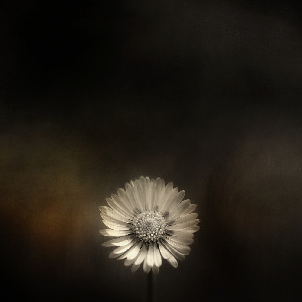 Small Bellis