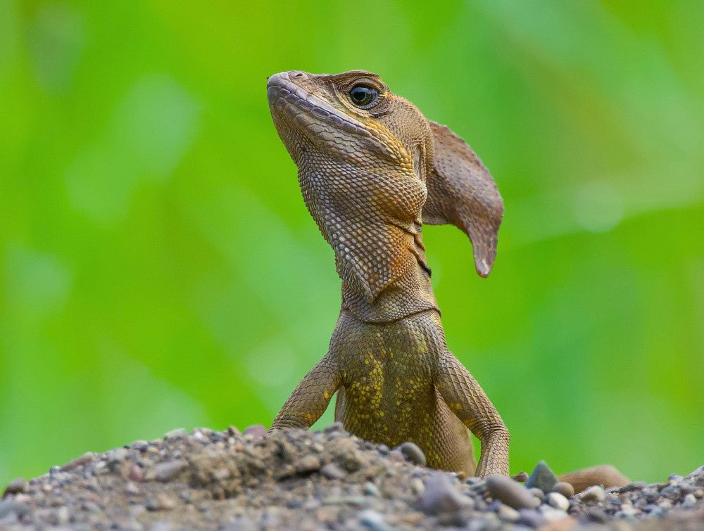 Common basilisk