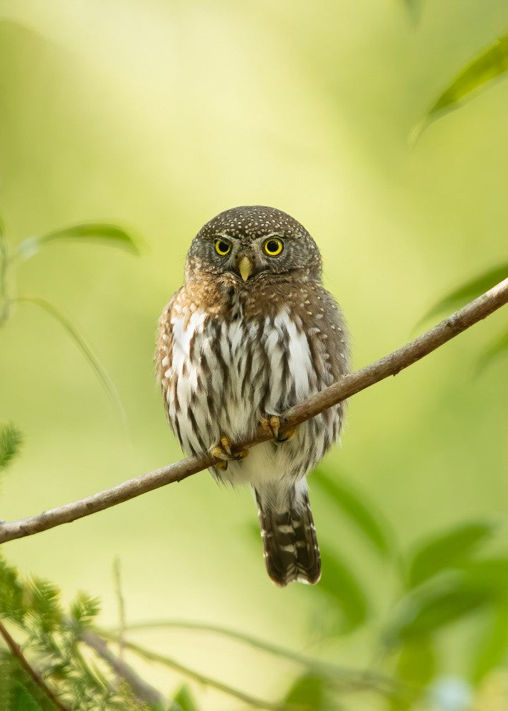 Pygmy