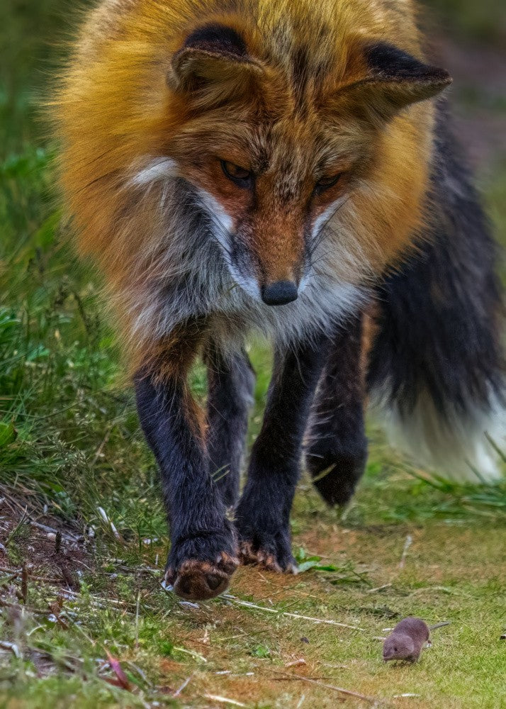 Fox Playing with Mouse IV