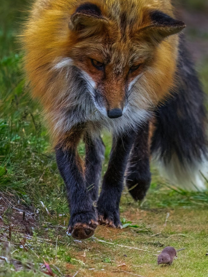 Fox Playing with Mouse IV