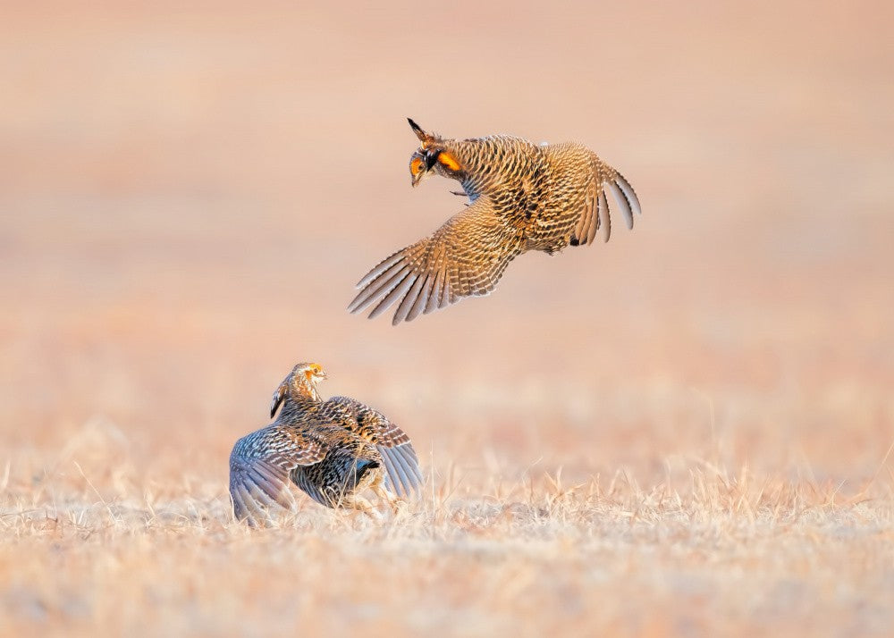 Greater Prairie Chicken