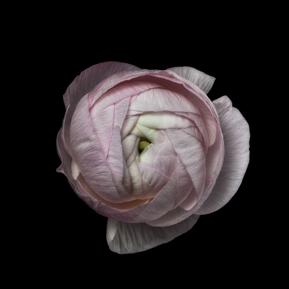 Flower portrait