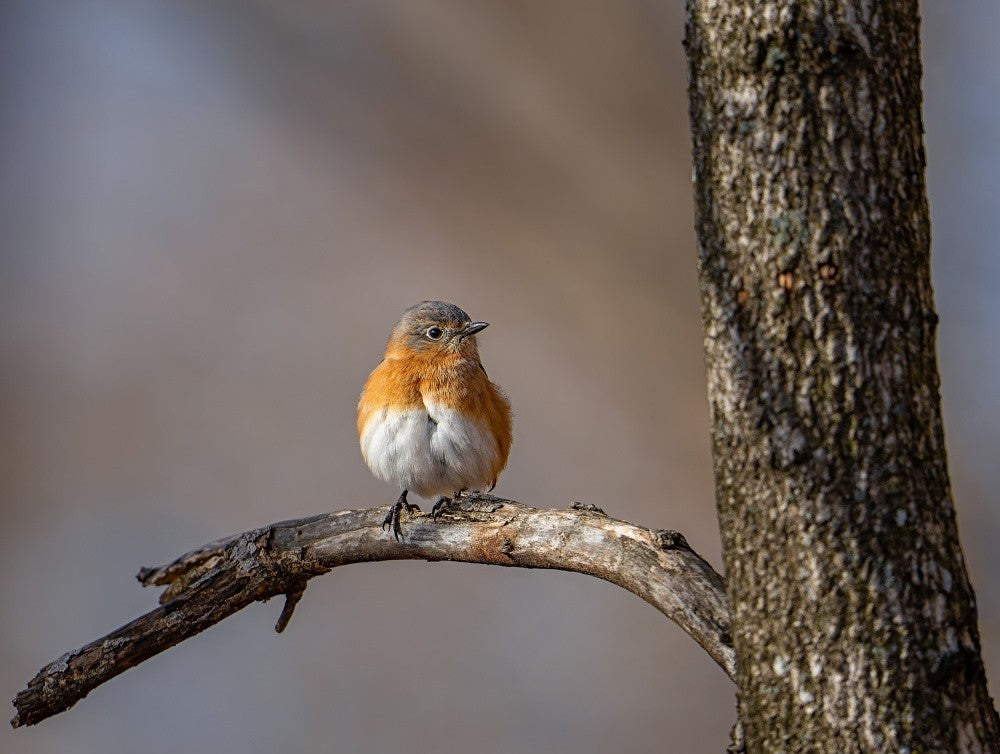 Eastern bluebird