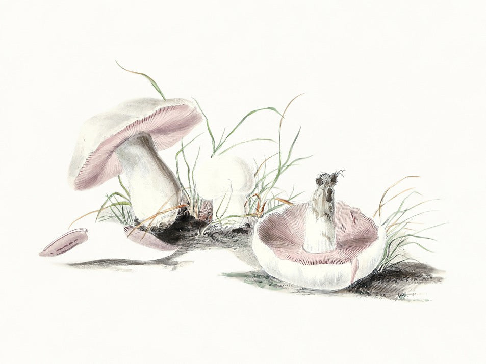 Hand Drawn Field Mushroom