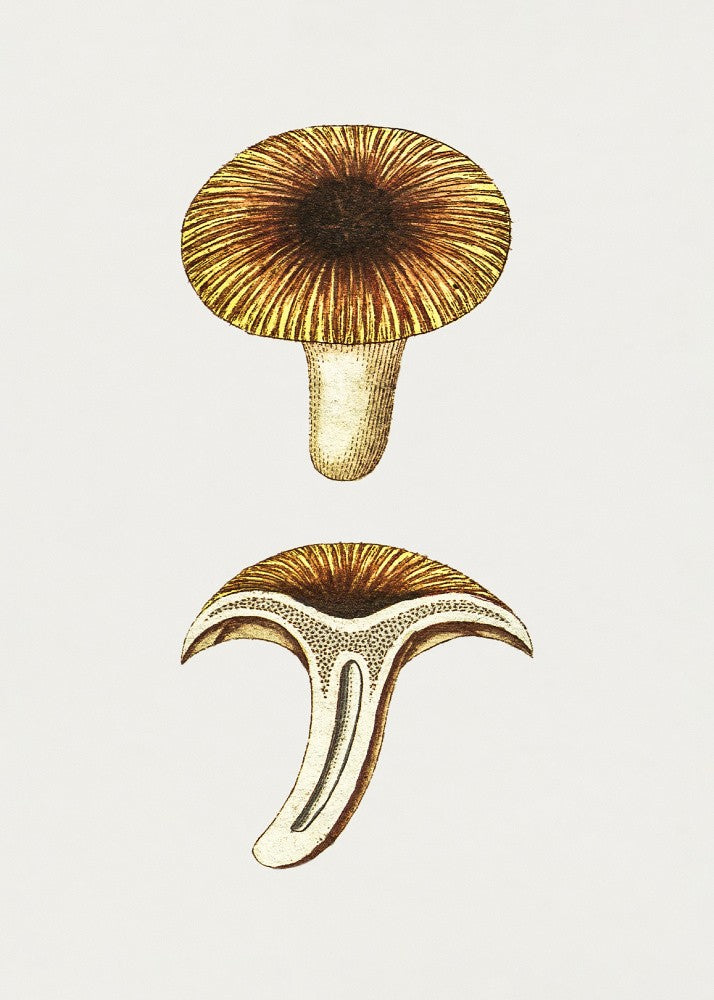 Vintage Chanterelles Edible Mushroom