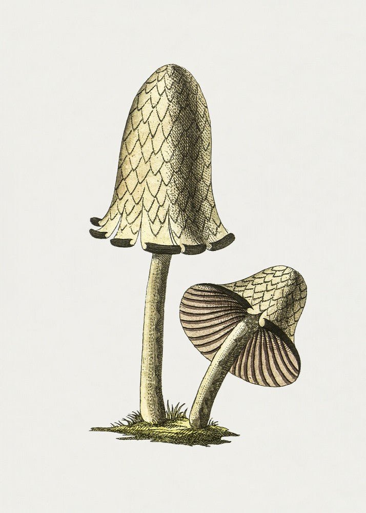 Champignon comestible coprin vintage