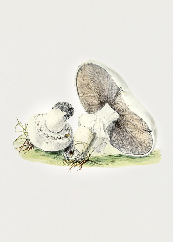 Hand Drawn Horse Mushroom Standing