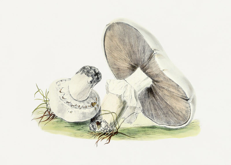 Hand Drawn Horse Mushroom