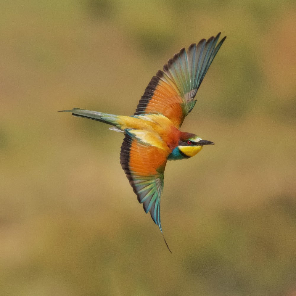 Bee-eater