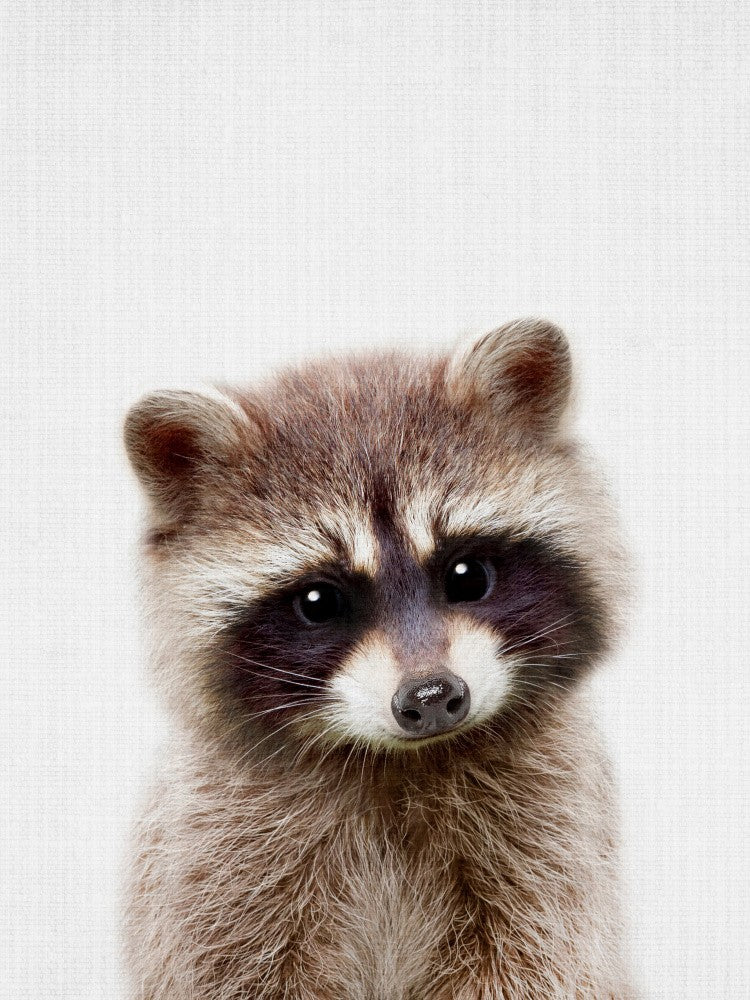 Guck-guck Waschbär