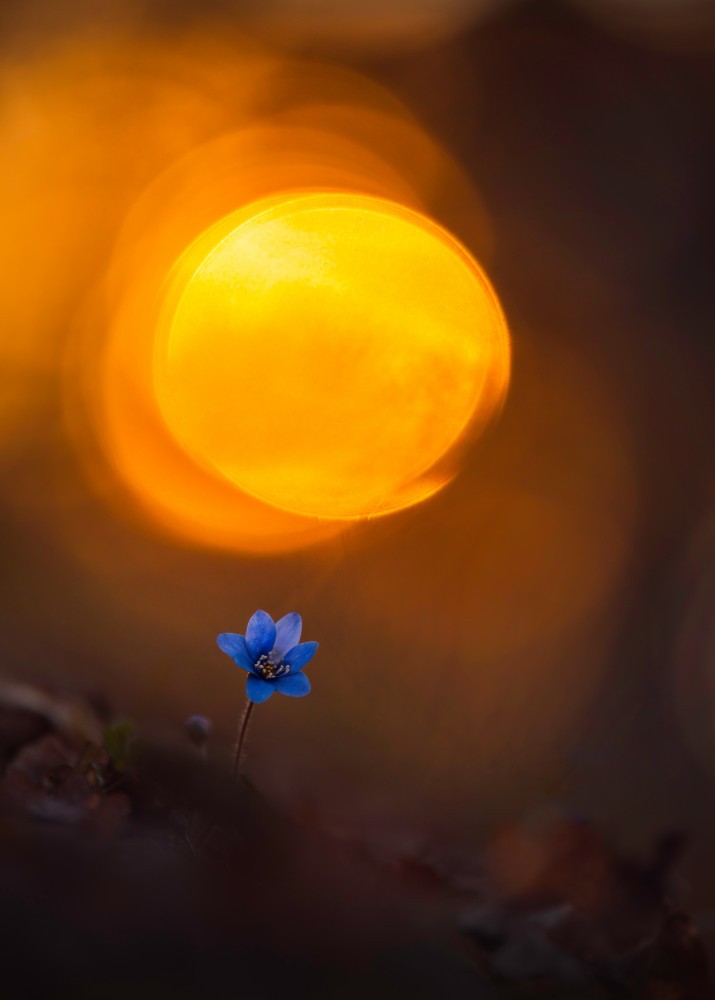 Another spring flower