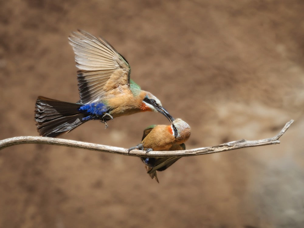 white-fronted bee-eater