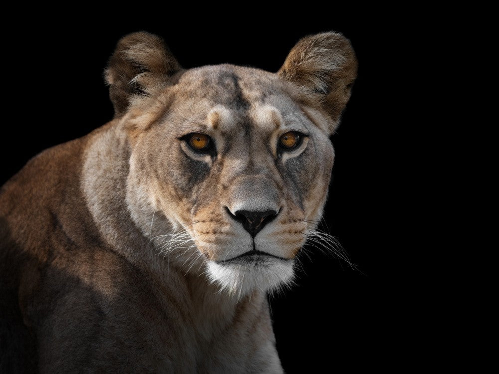 Lioness Portrait