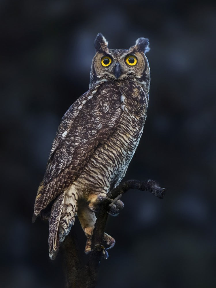 Portrait of a Great Horned Owl