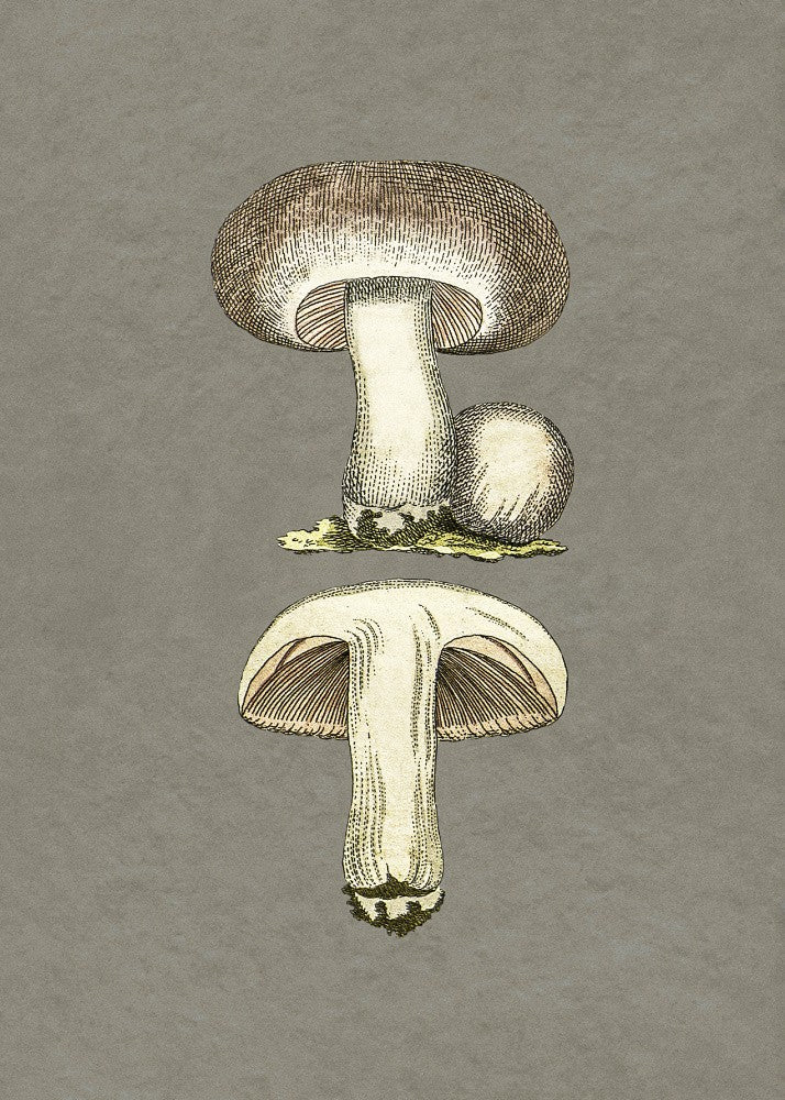 Field Mushroom