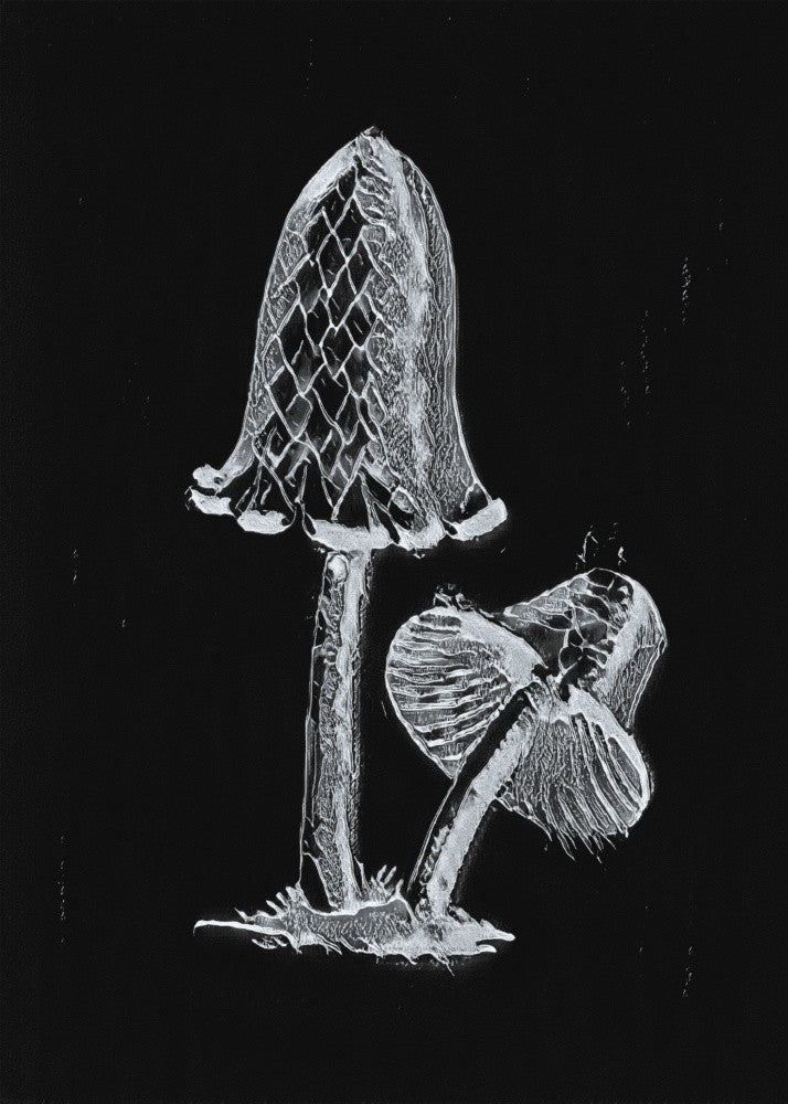 Vintage Inky Cap Edible Mushroom Dark BW