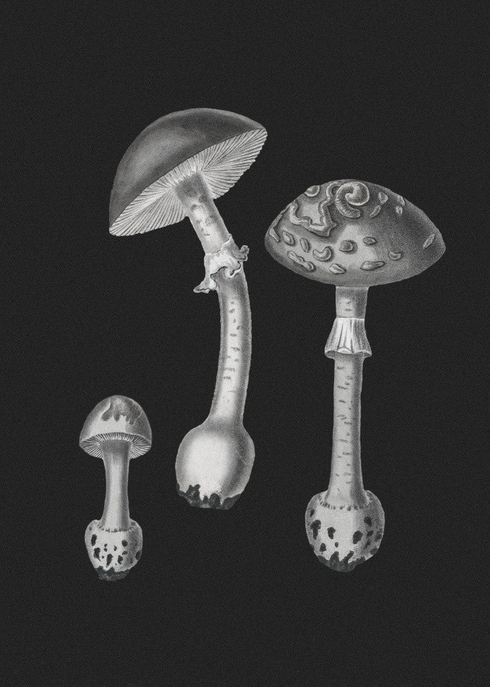 Amanita Muscaria  Black Backgound BW